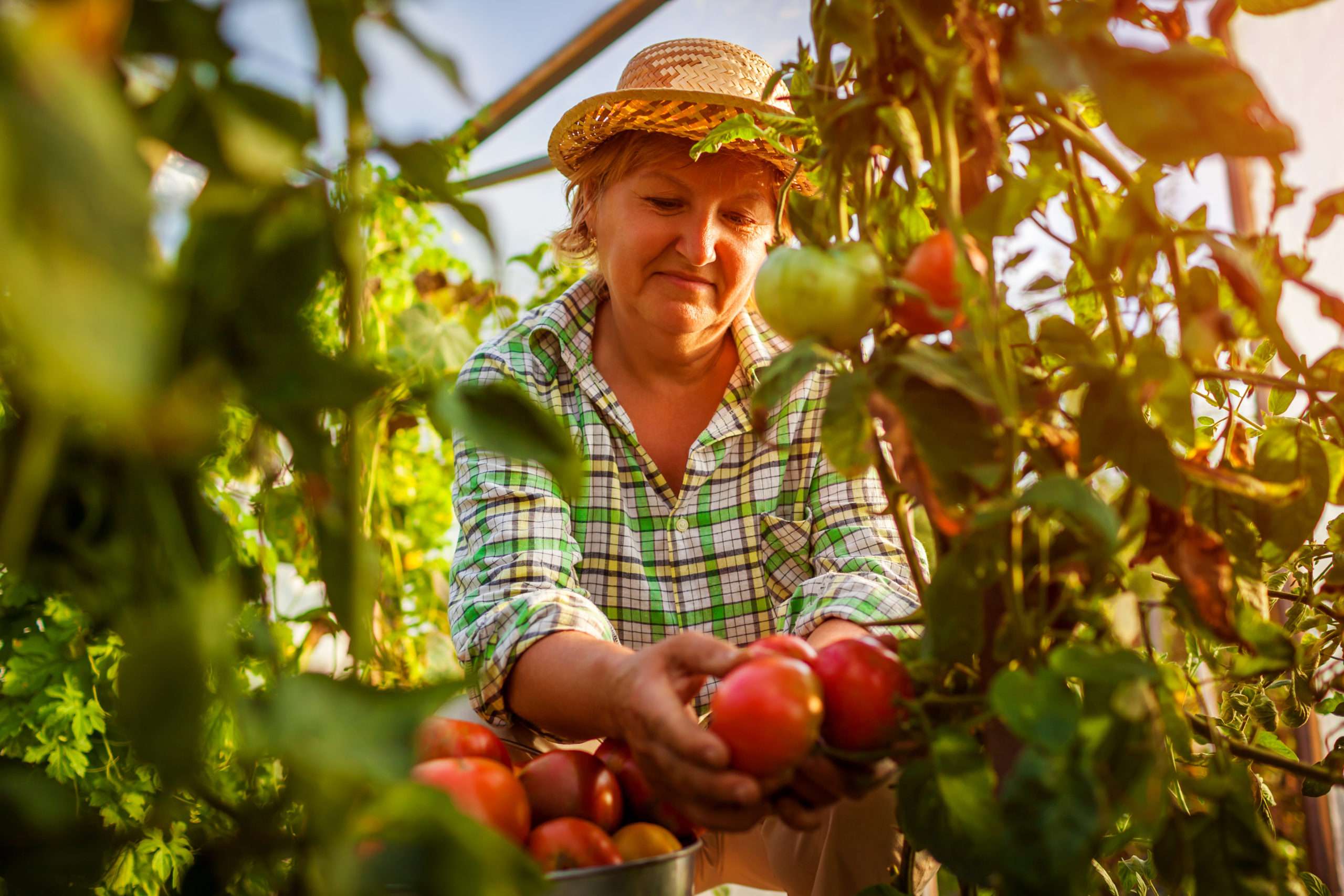 Senior woman farmer gathering crop of tomatoes at greenhouse on eco farm. Farming, gardening concept